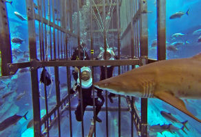 Shark Walker in Dubai Aquarium and Underwater Zoo 1